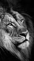 Lion Black & White Portrait Poster