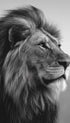 Lion in black and white Poster