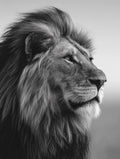 Lion in black and white Poster