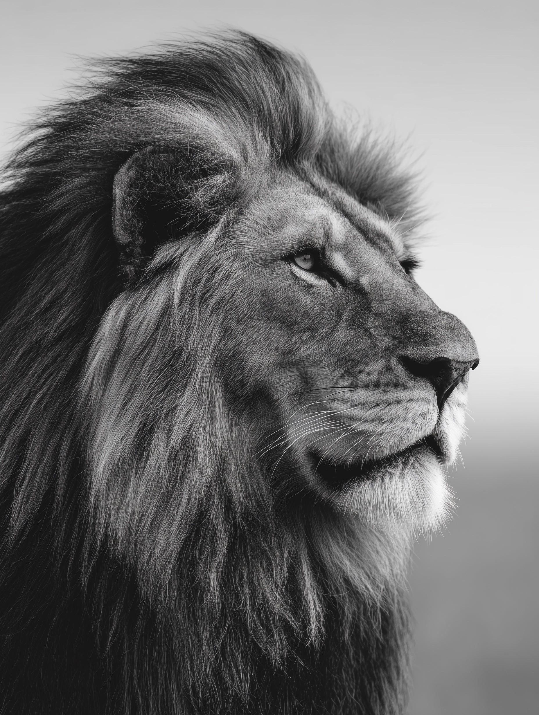 Lion in black and white Poster