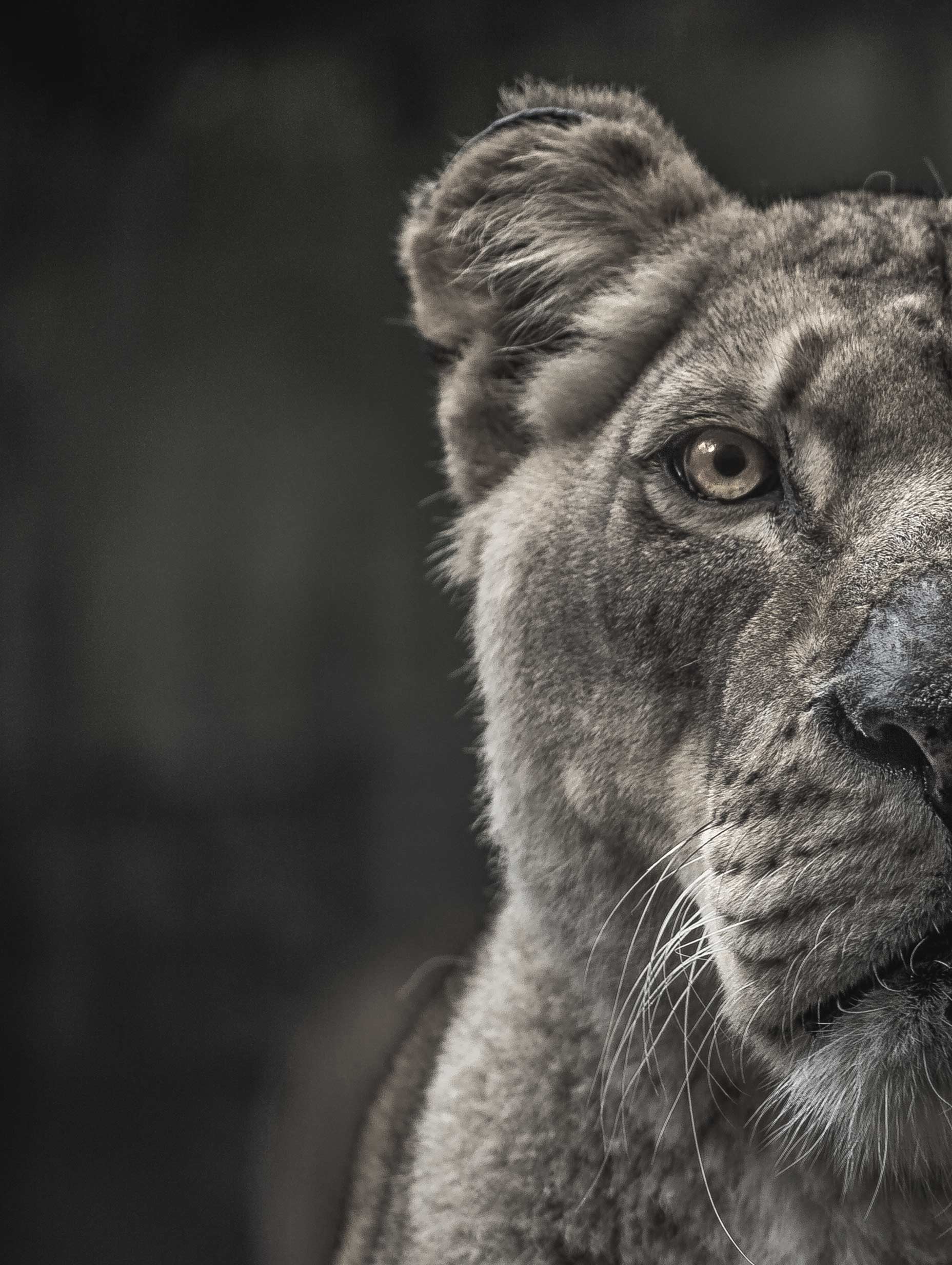 Lioness Black and White Portrait Poster