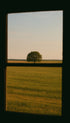 Lone Tree in a Field