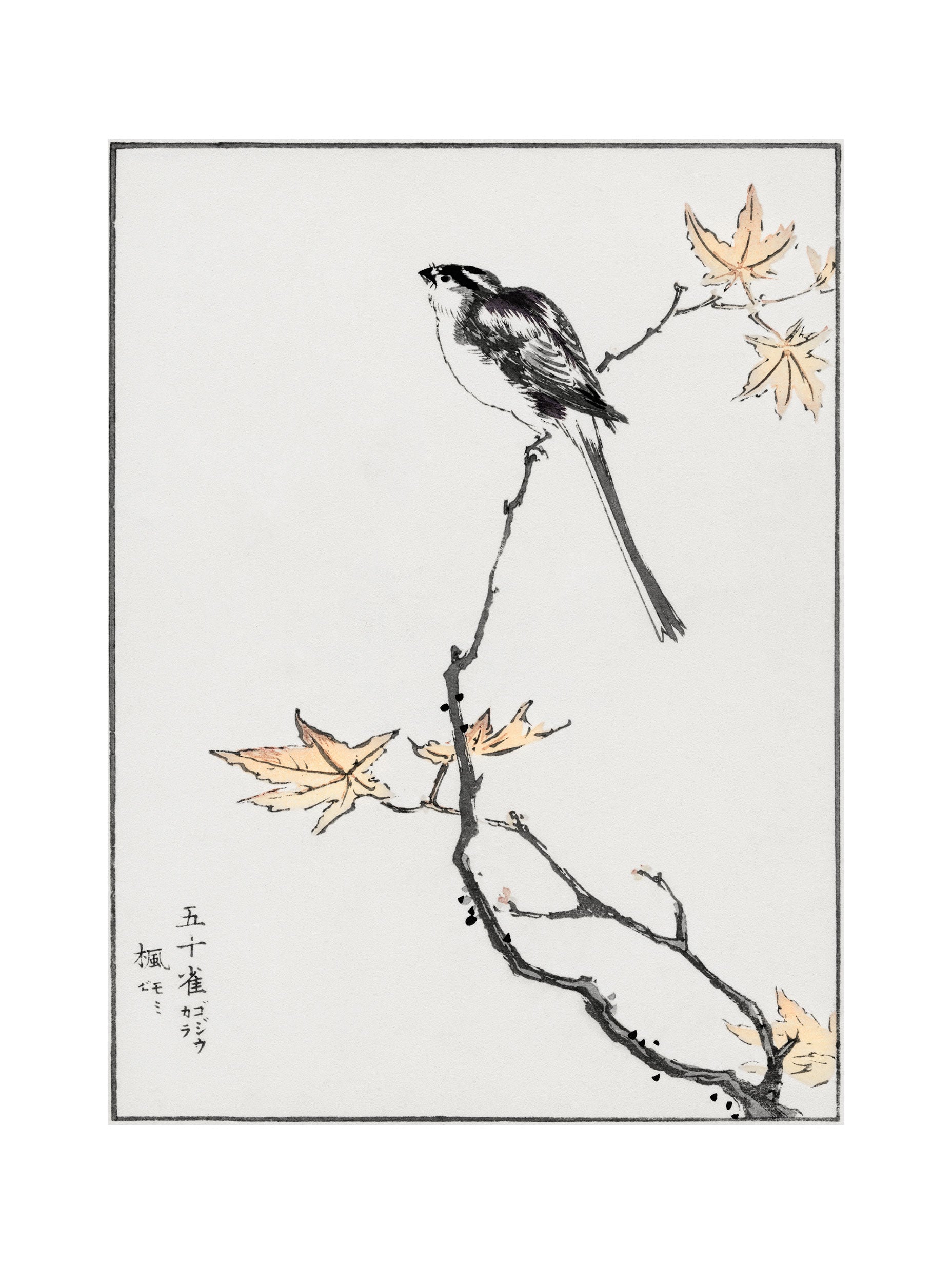 Long-tailed Tit & Maple Tree Numata Kashu Art Print