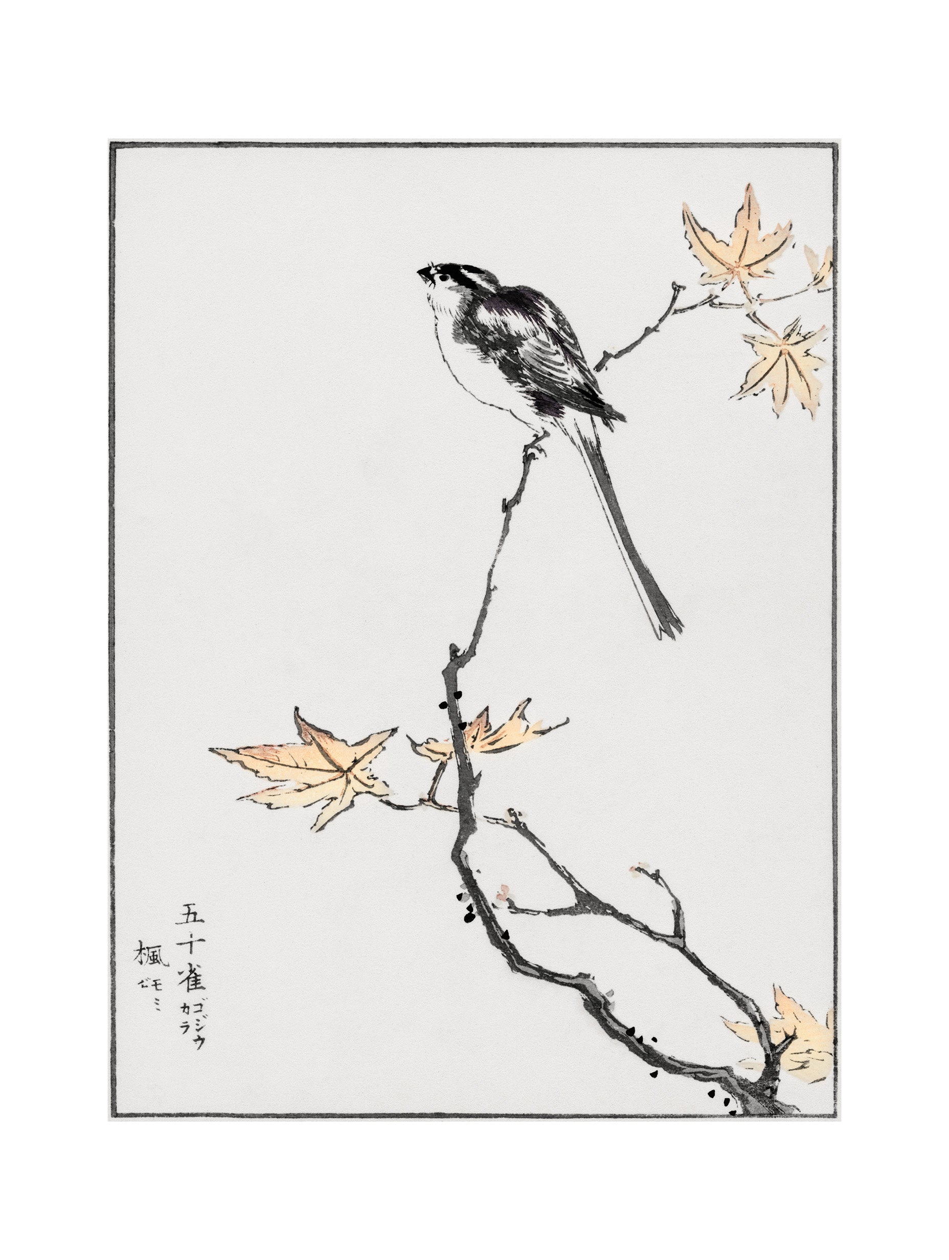 Long-tailed Tit & Maple Tree Numata Kashu Art Print