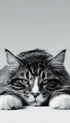 Maine Coon Cat Black and White Poster