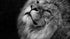 Majestic Lion Black and White Posters