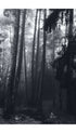 Misty Pine Forest Black and White Poster