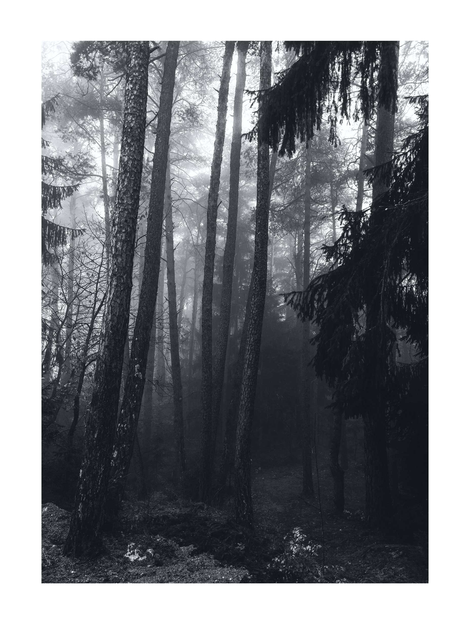 Misty Pine Forest Black and White Poster