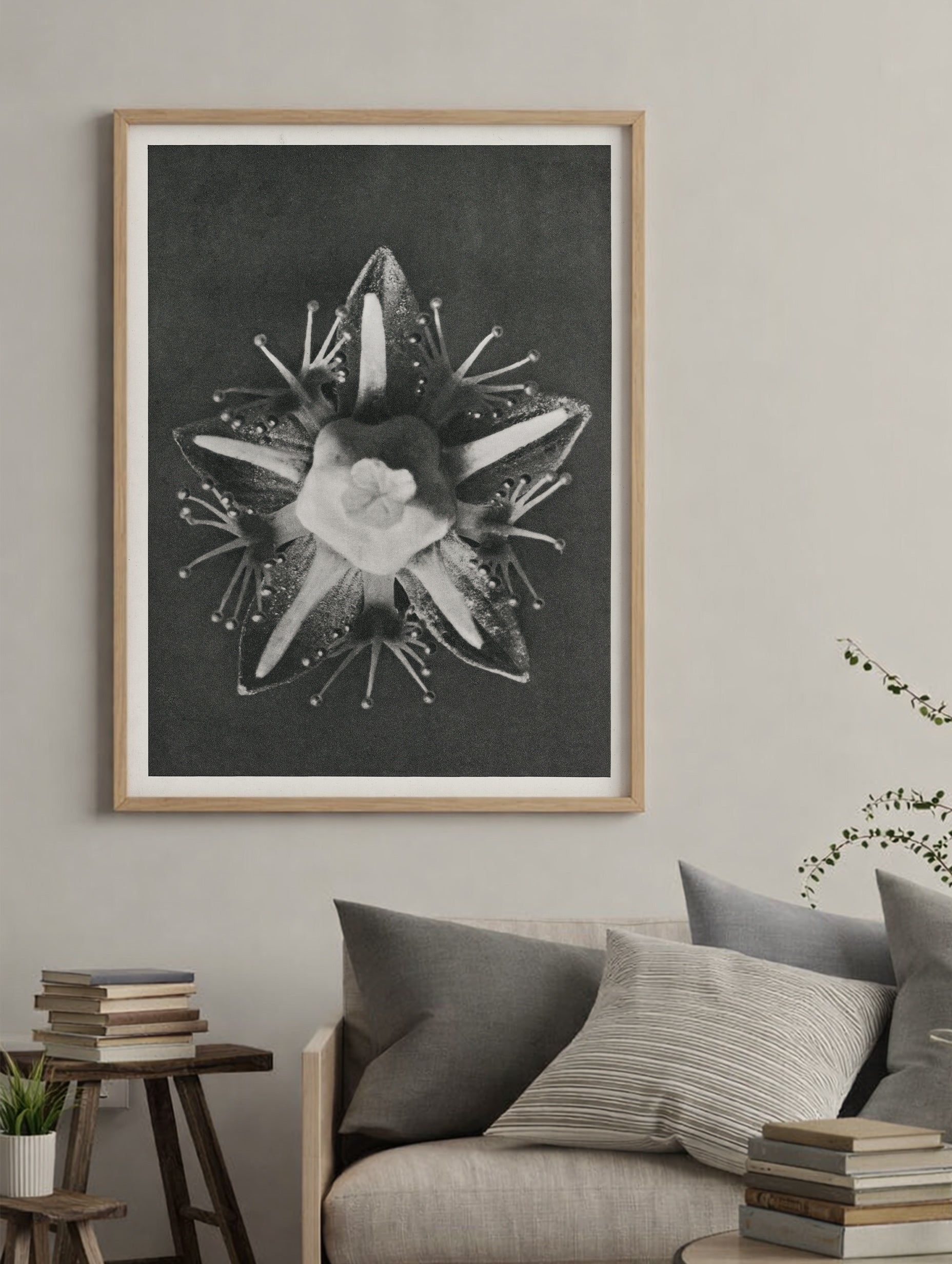 Parnassia palustris Karl Blossfeldt Art Print