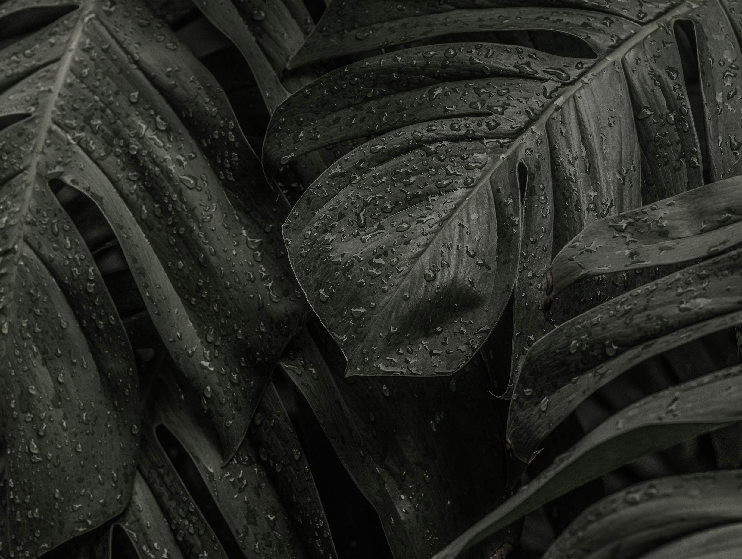 Monstera Deliciosa Plant Leaves Botanical Poster