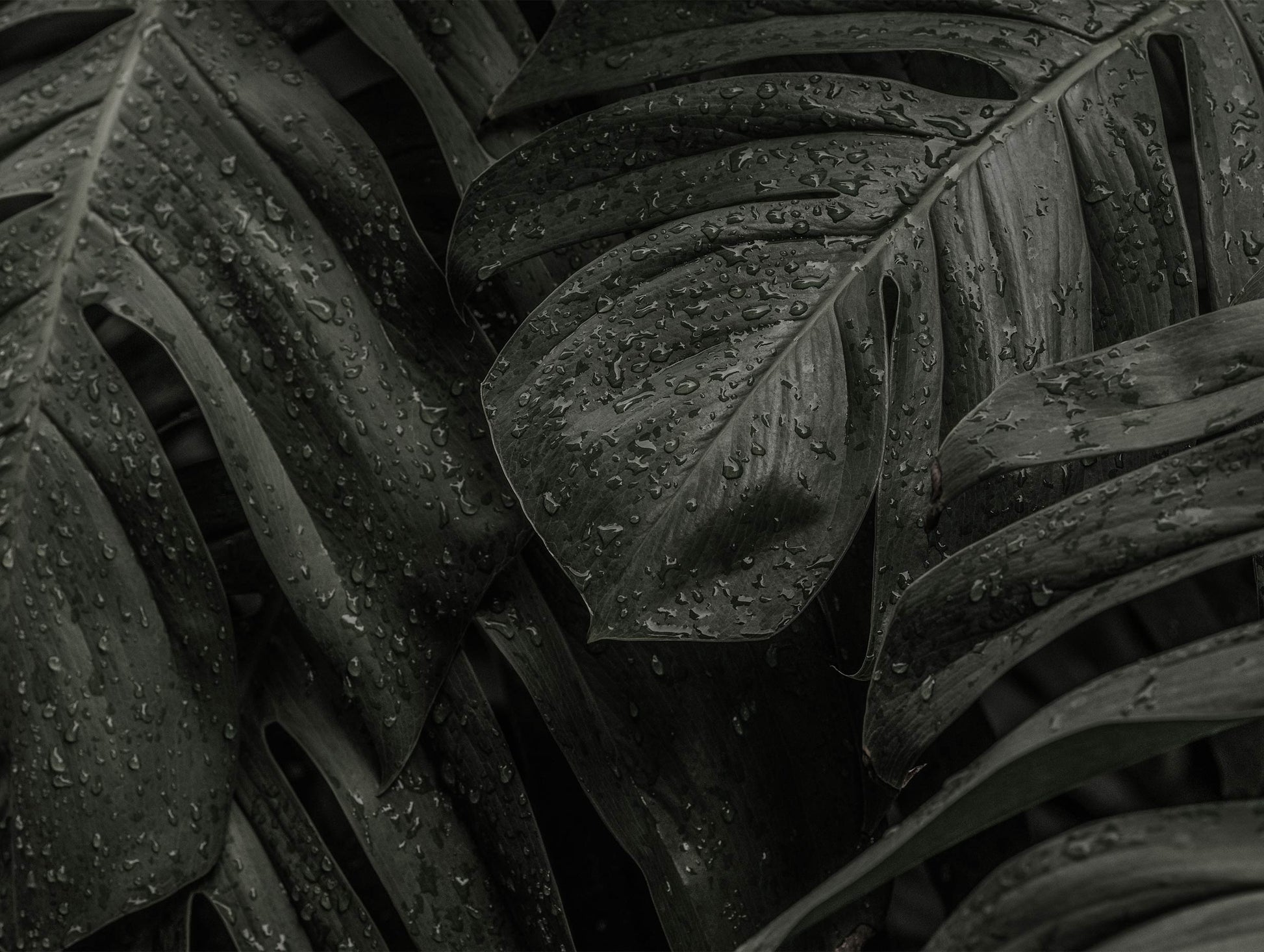 Monstera Deliciosa Plant Leaves Botanical Poster