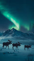 Moose under Aurora Animal Photography Poster