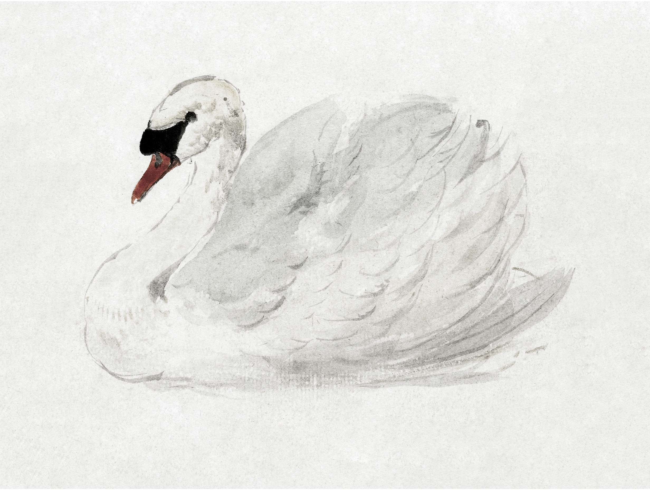 Mute Swan - Aert Schouman Art Print