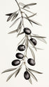 Olive Branch Botanical Poster