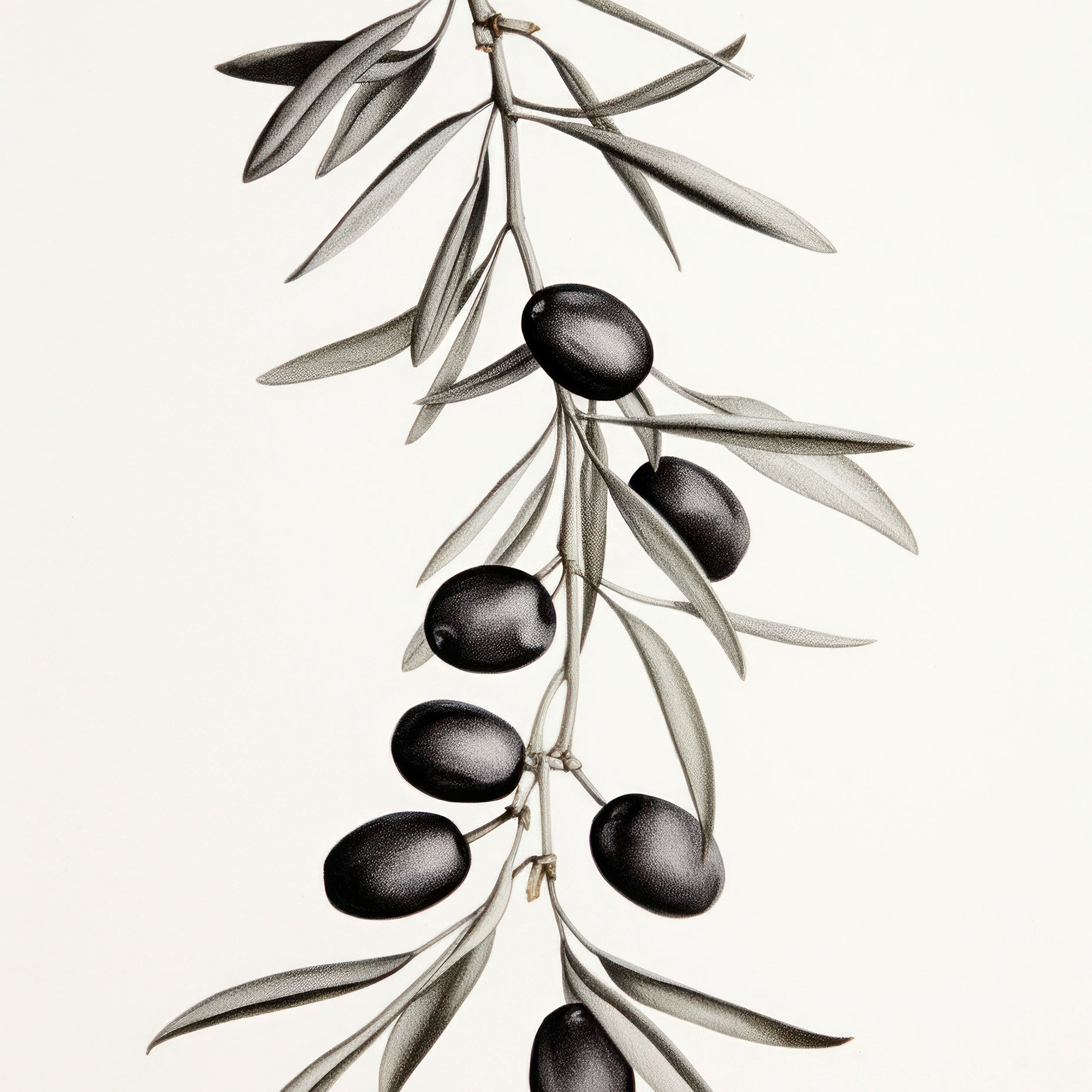 Olive Branch Botanical Poster