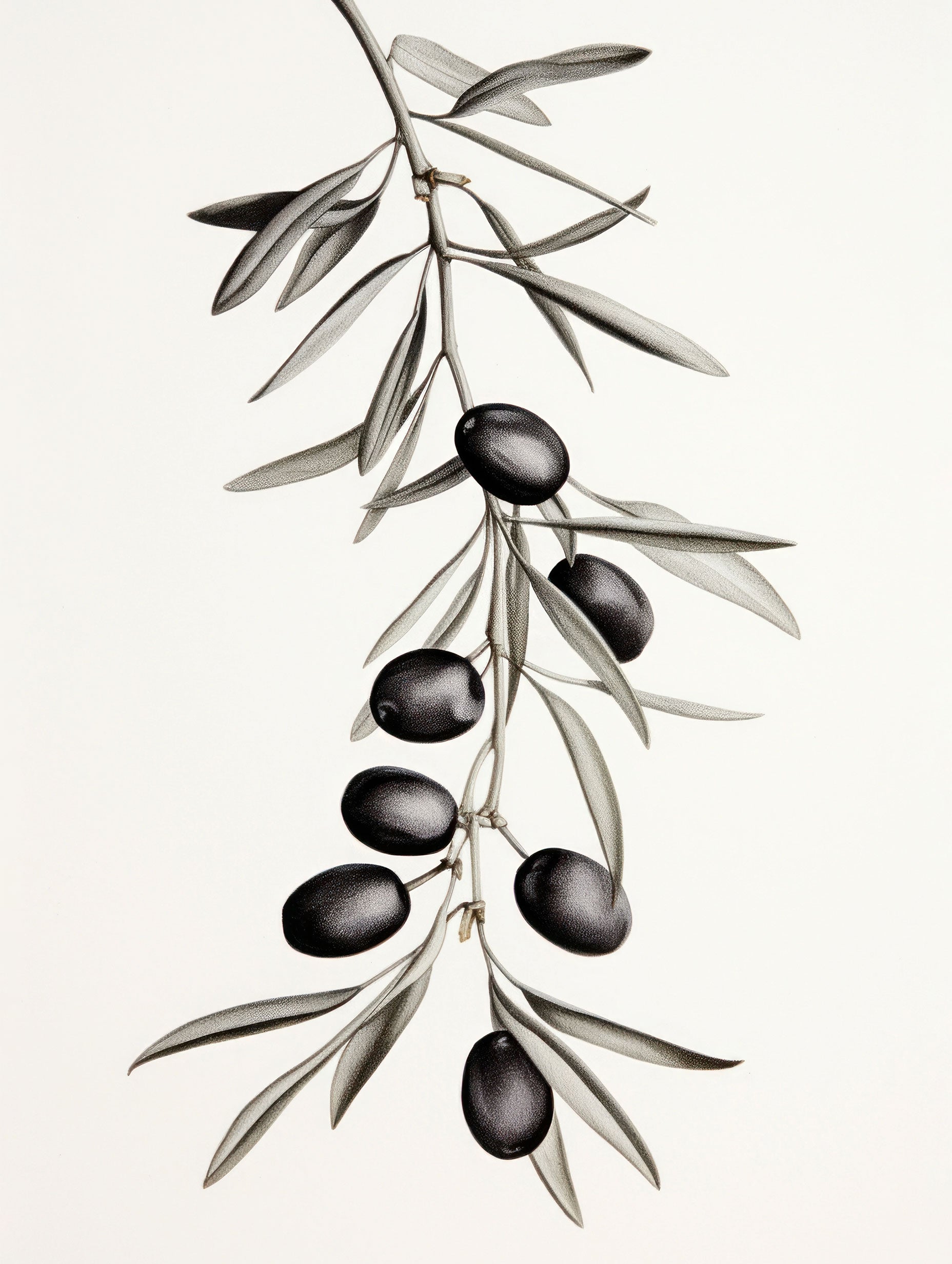 Olive Branch Botanical Poster