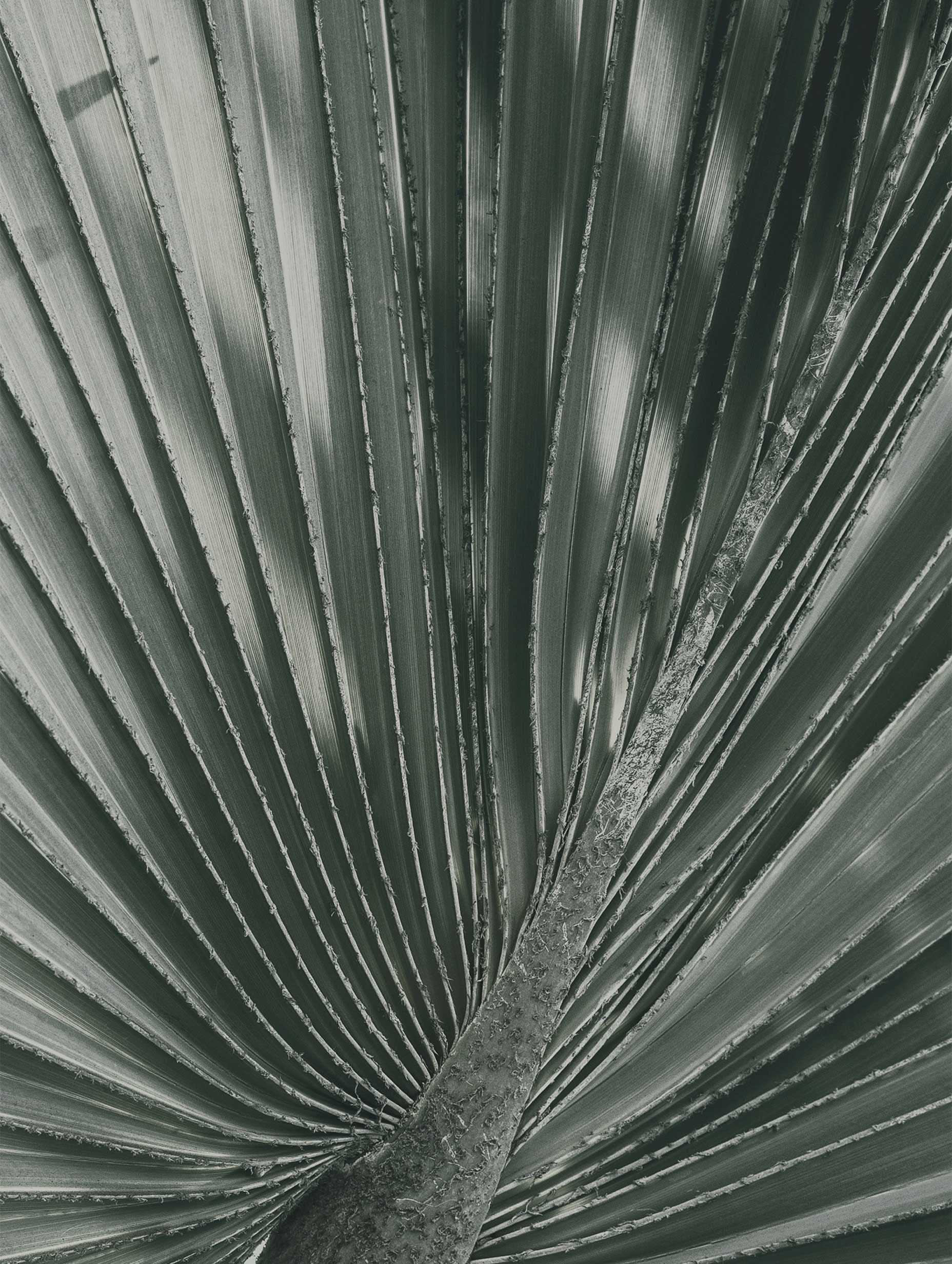 Palm Leaf Poster