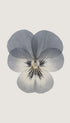 Pansy Flower Art Print