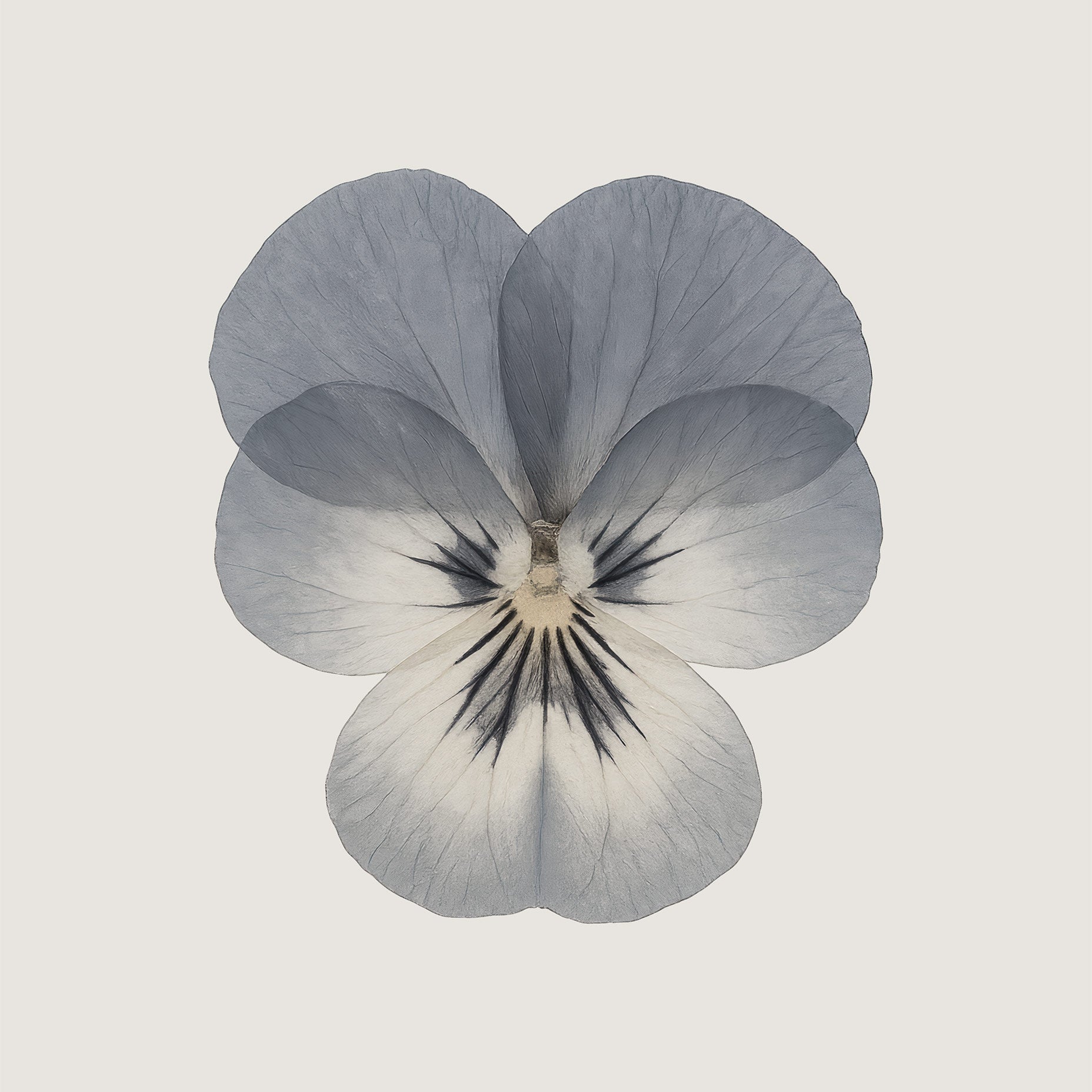 Pansy Flower Art Print