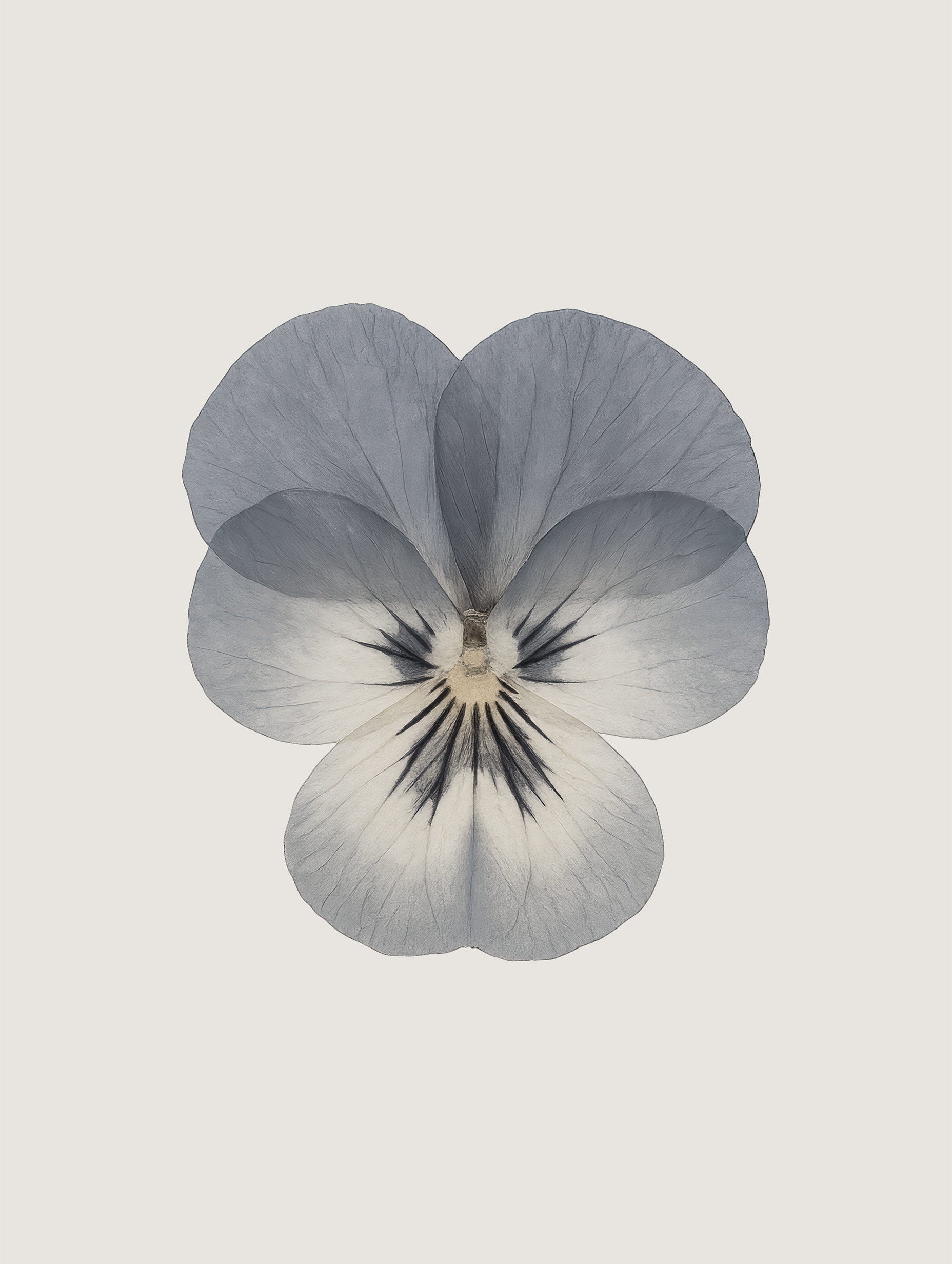 Pansy Flower Art Print