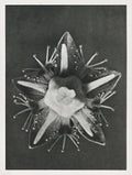 Parnassia palustris Karl Blossfeldt Art Print