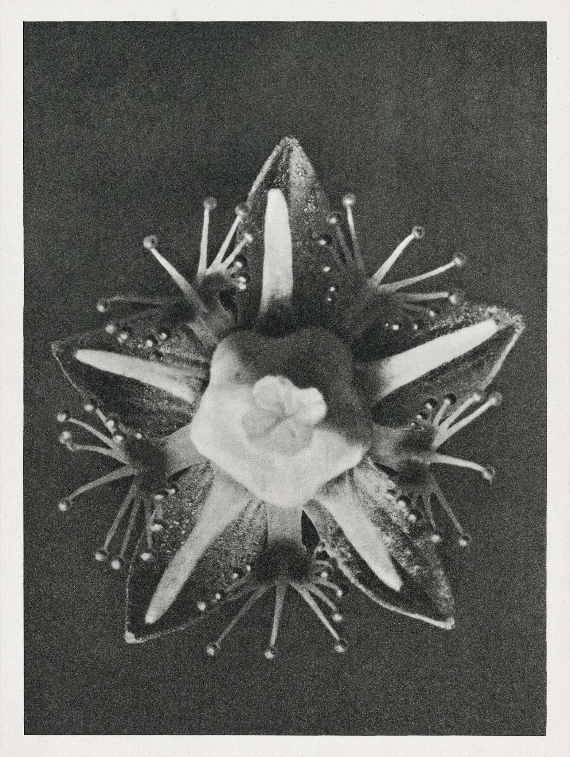 Parnassia palustris Karl Blossfeldt Art Print