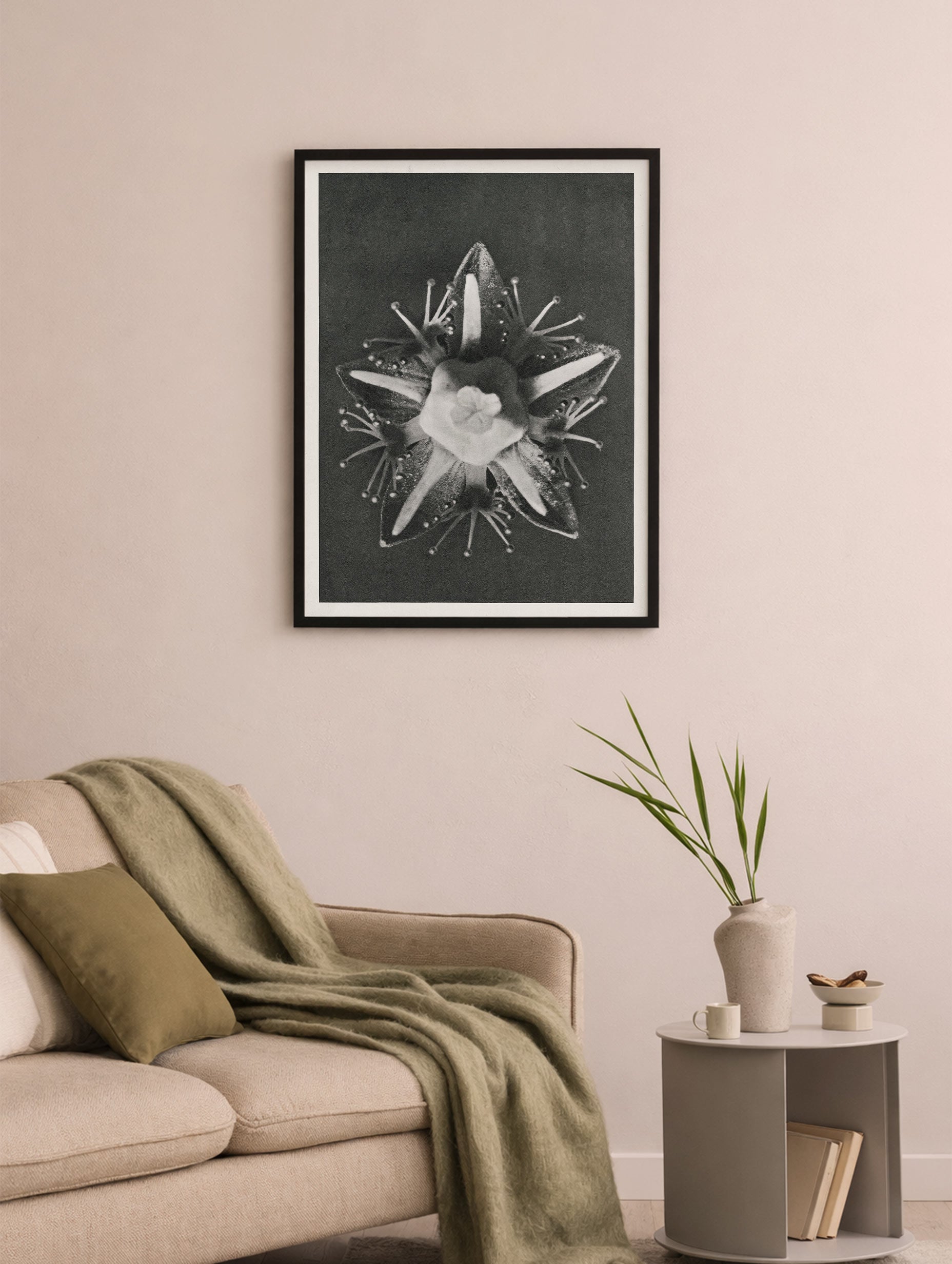 Parnassia palustris Karl Blossfeldt Art Print Mockup