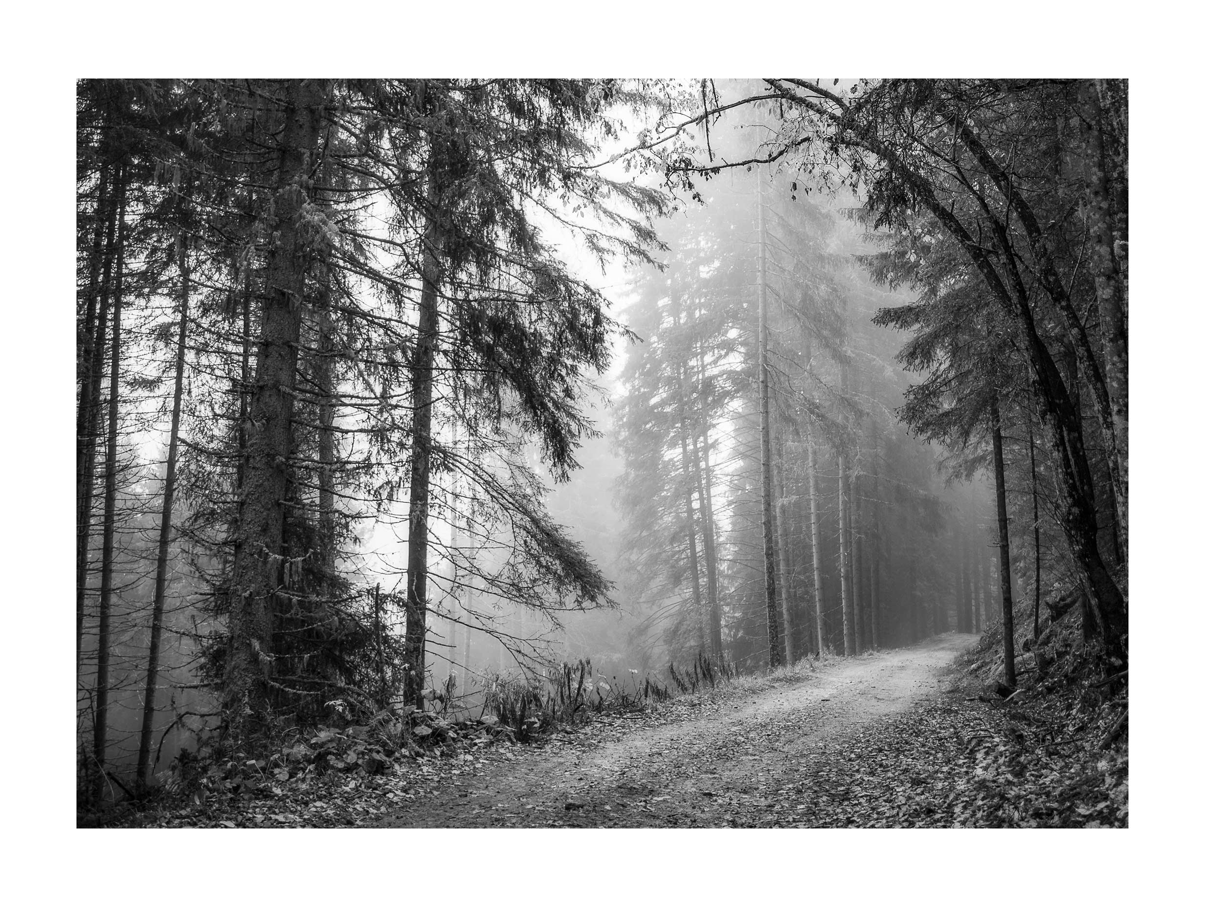 Pathway in a Foggy Woods Black & White Landscape Wall Art