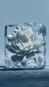 Peony Ice Block Flower Poster