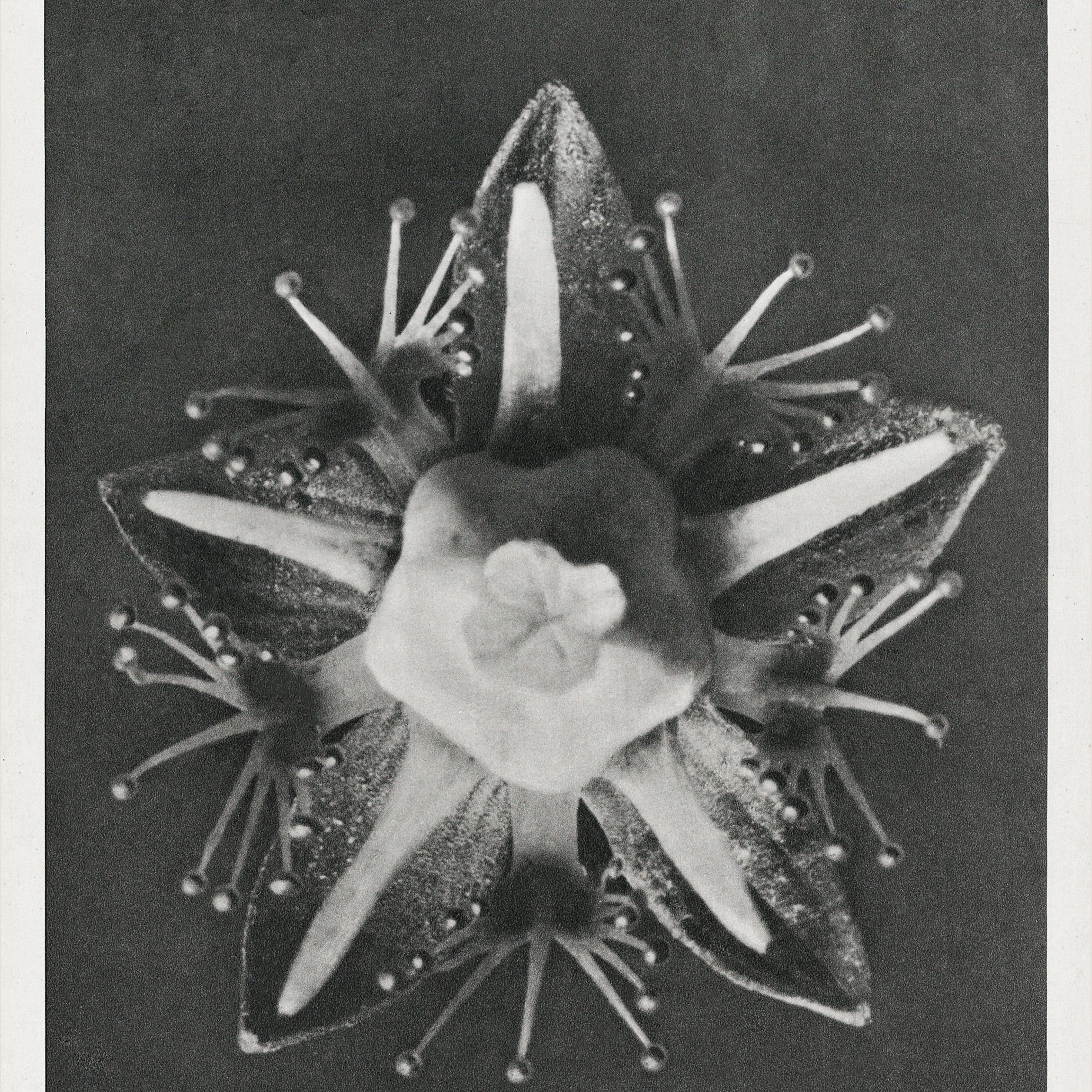 Parnassia palustris Karl Blossfeldt kunsttrykk