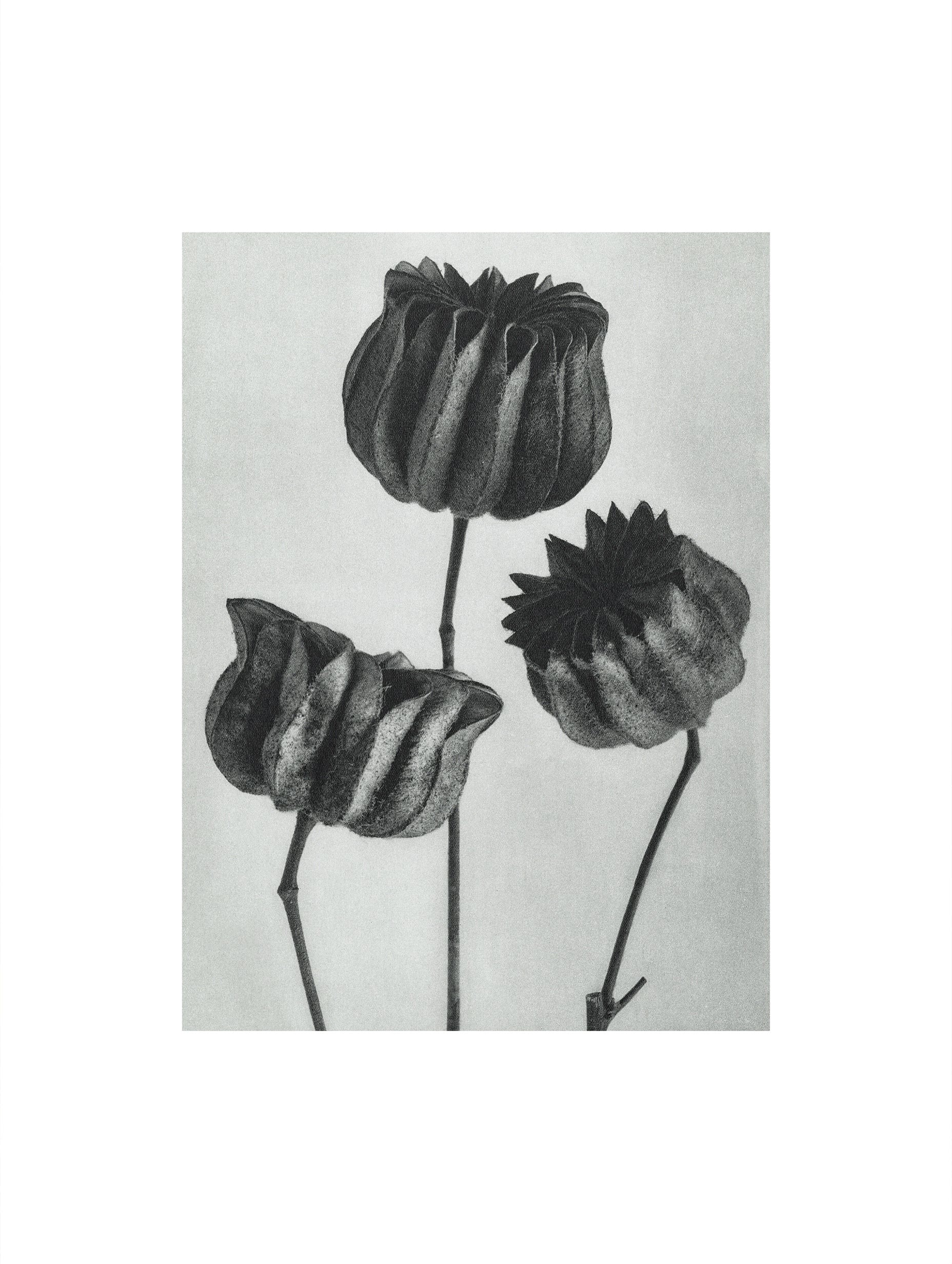 Abutilon Karl Blossfeldt Flower Poster