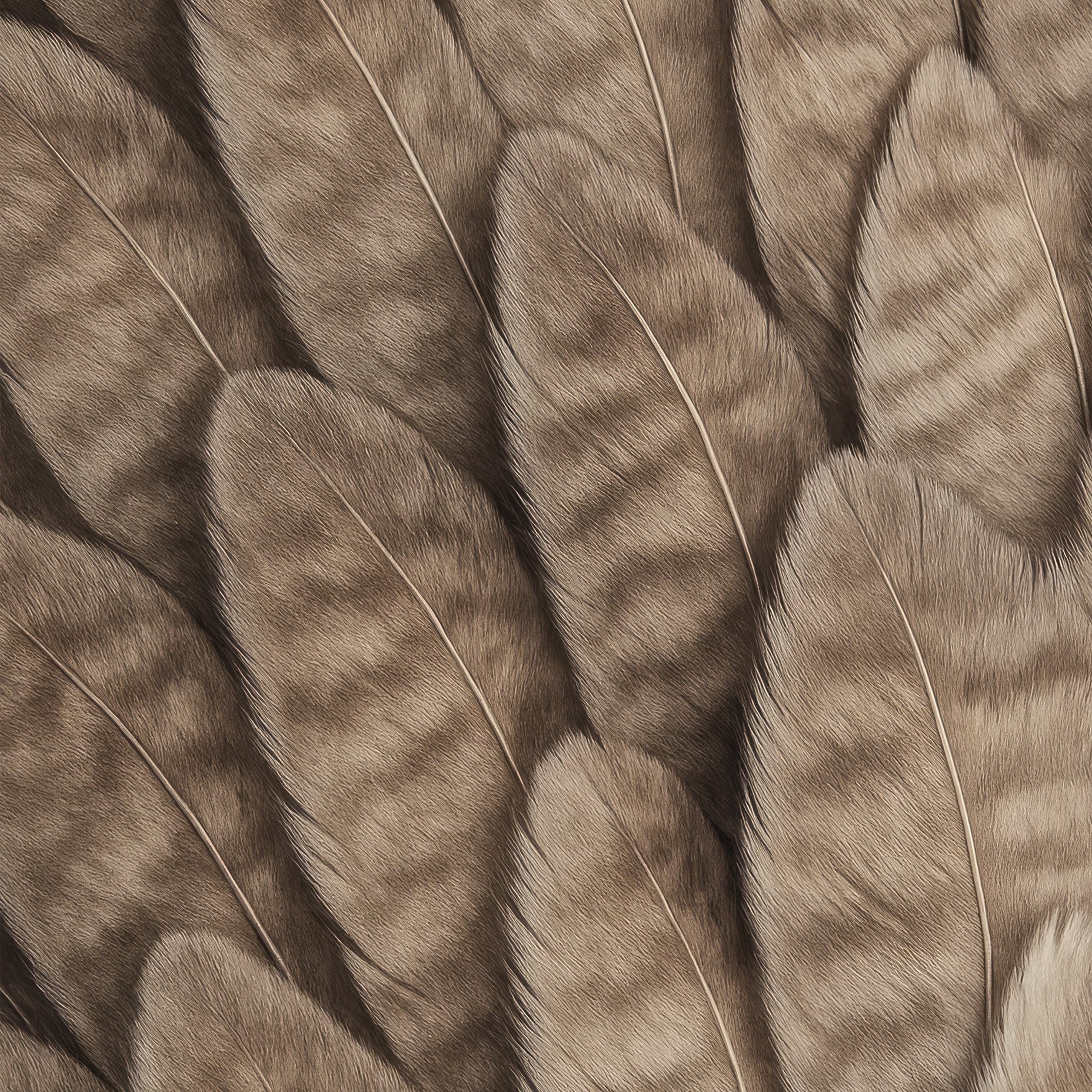 Bird Feathers Abstract Poster