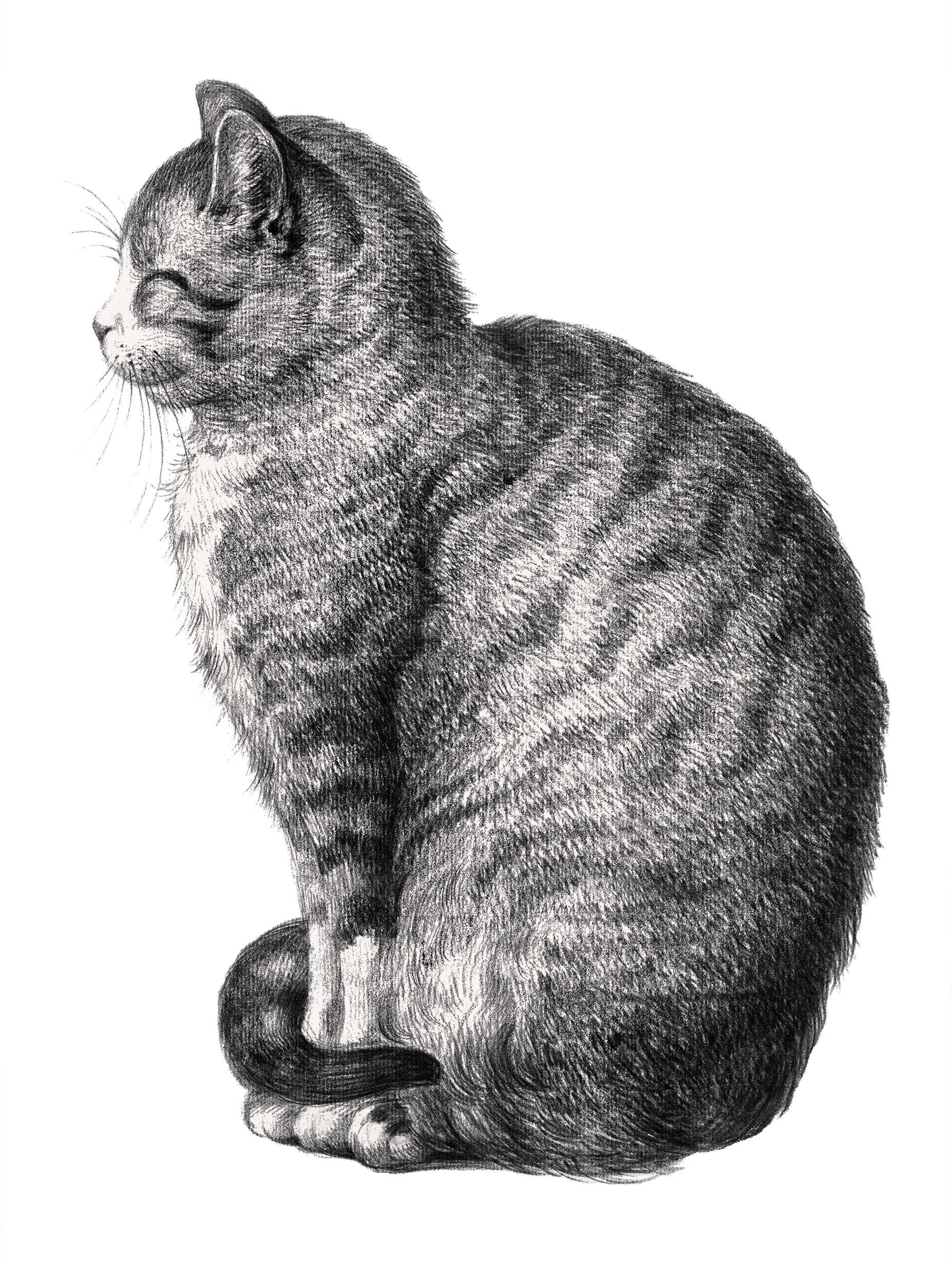 Sitting Cat Jean Bernard Art Print
