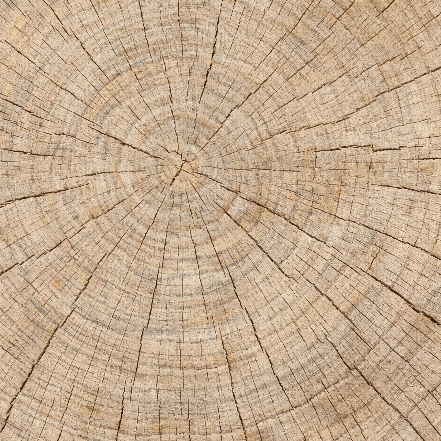 Cracked Wooden Log Botanical Poster