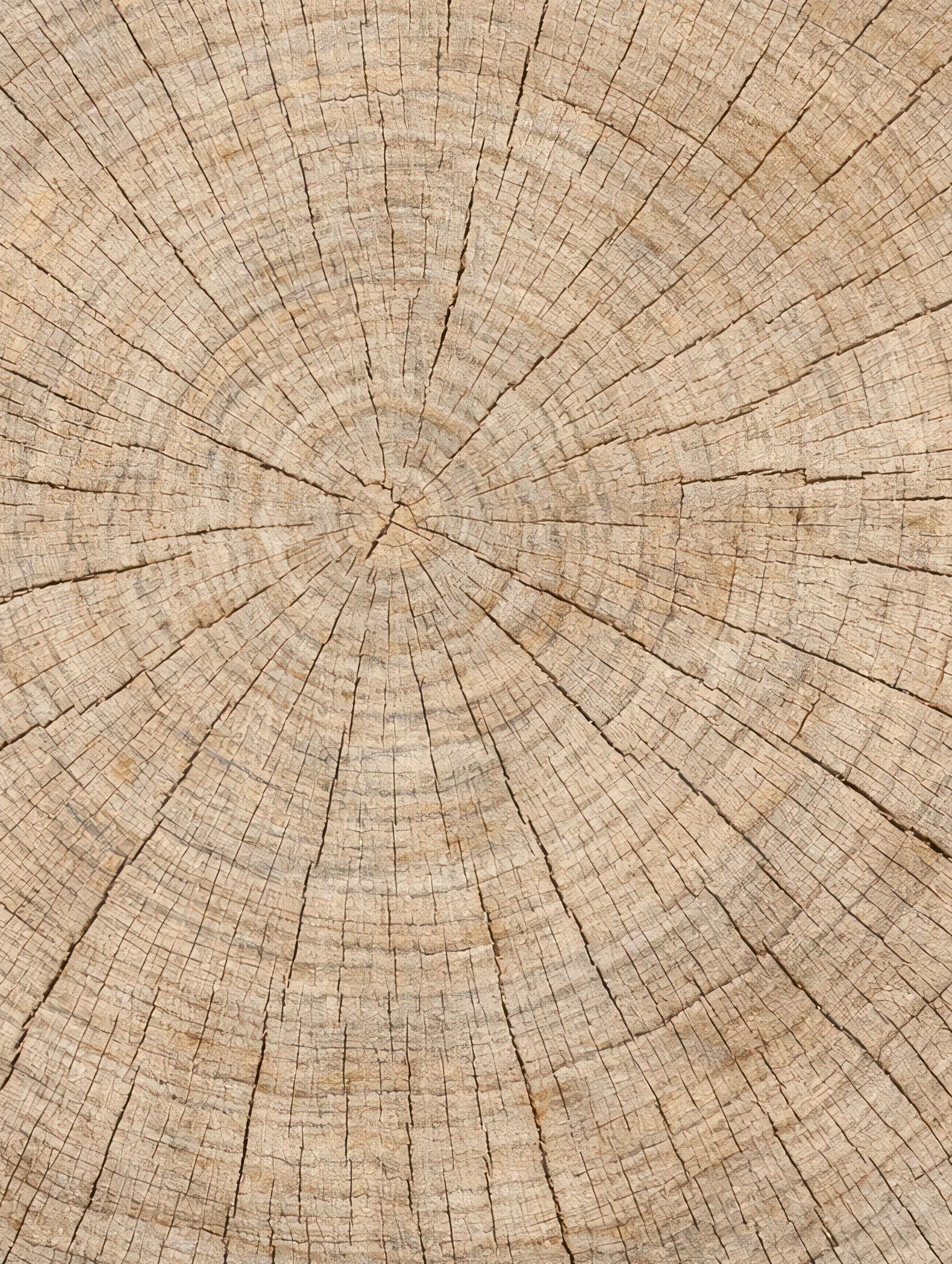 Cracked Wooden Log Botanical Poster