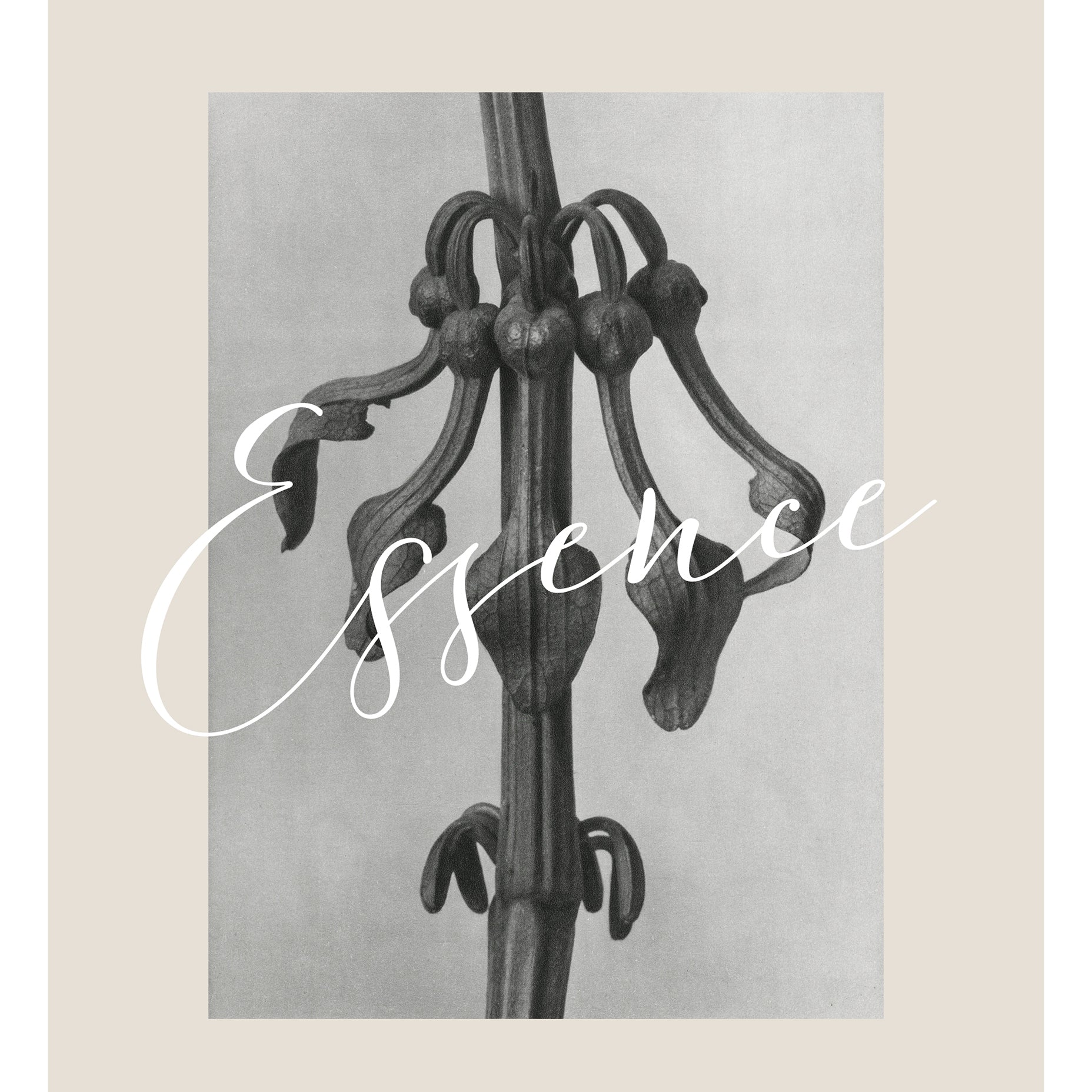 Aristolochia clematitis Karl Blossfeldt Art Print