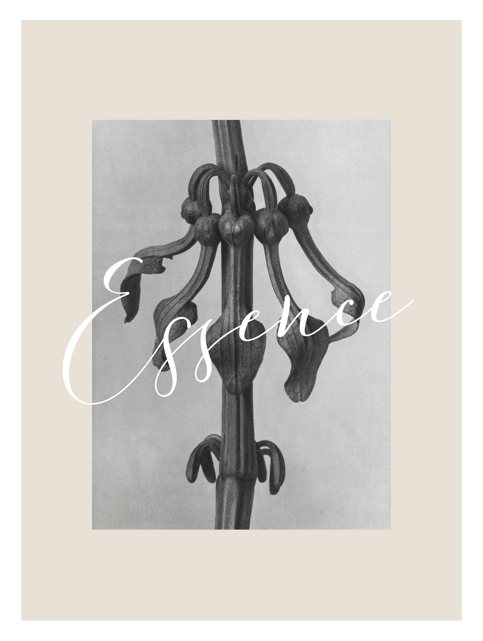 Aristolochia clematitis Karl Blossfeldt Art Print