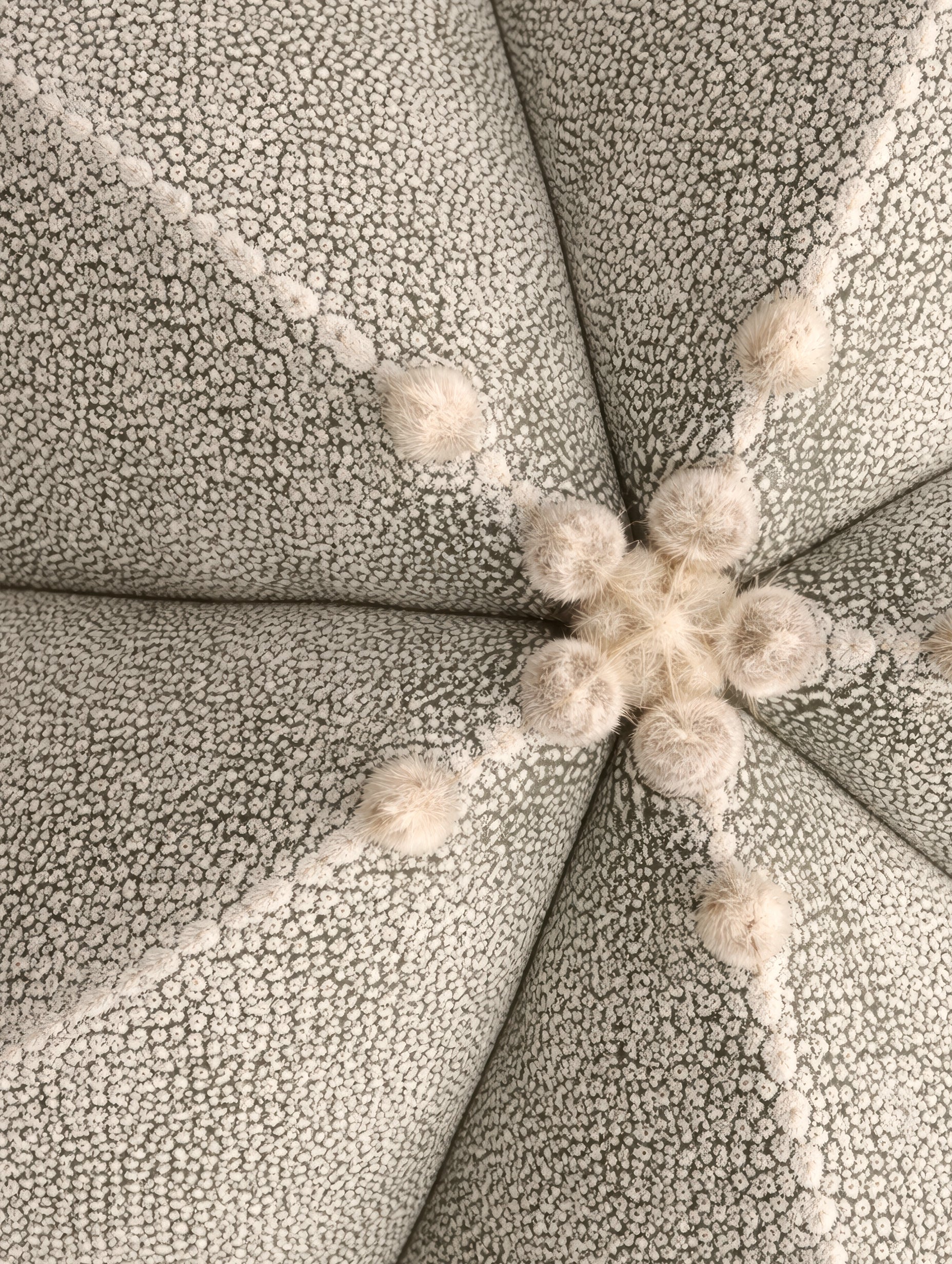 Astrophytum Myriostigma Flower Art Print