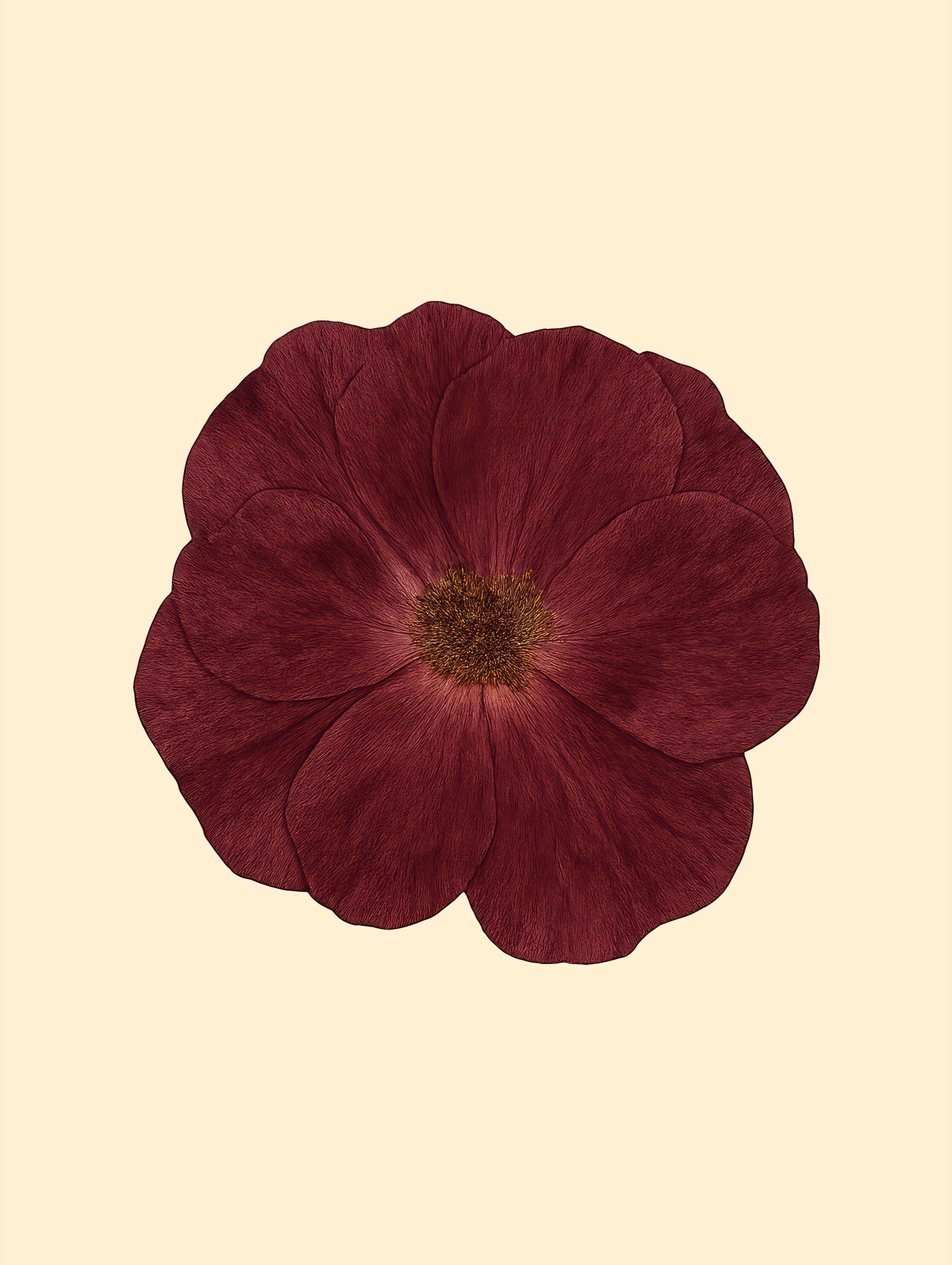 Maroon Flower Poster