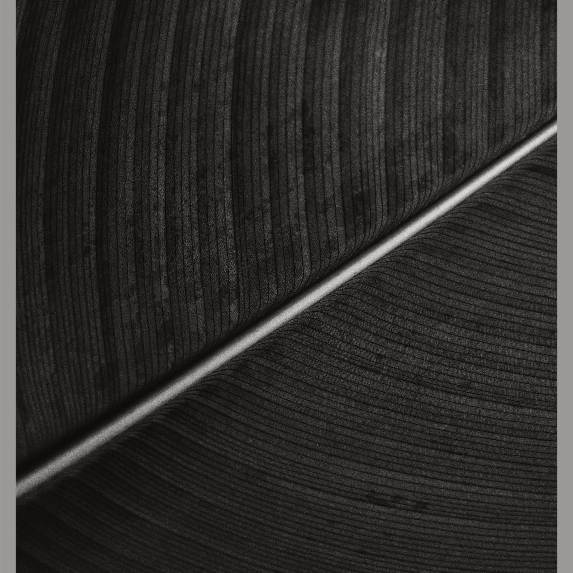 Black Texture Leaf Art Print