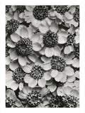 Achillea Clypeolata – Karl Blossfeldt Art Print