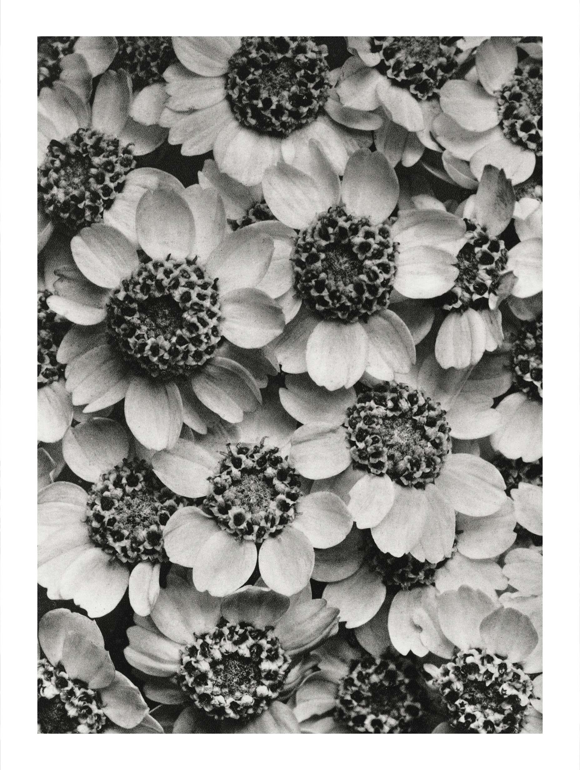 Achillea Clypeolata – Karl Blossfeldt Art Print