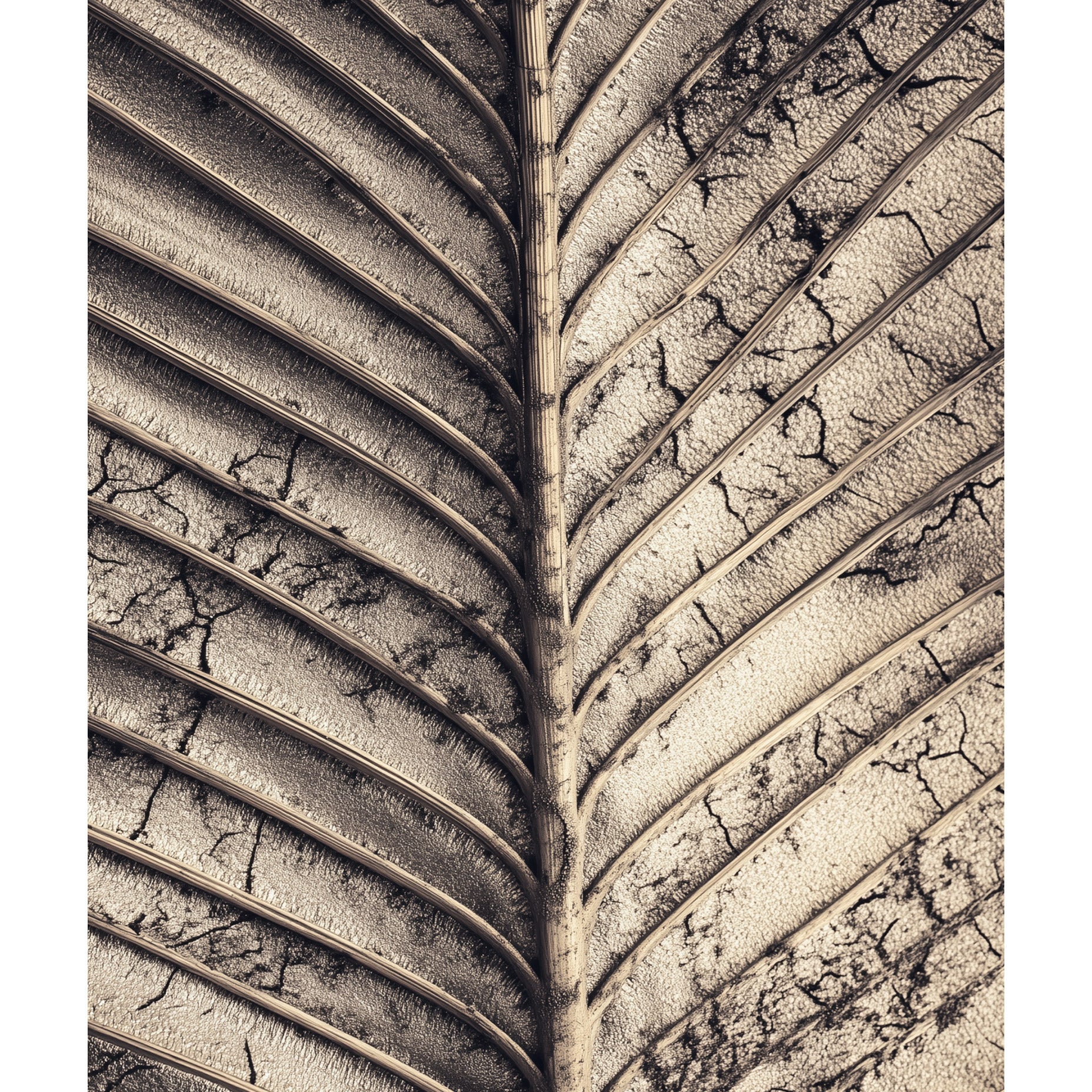 Dried Palm Leaf Art Print