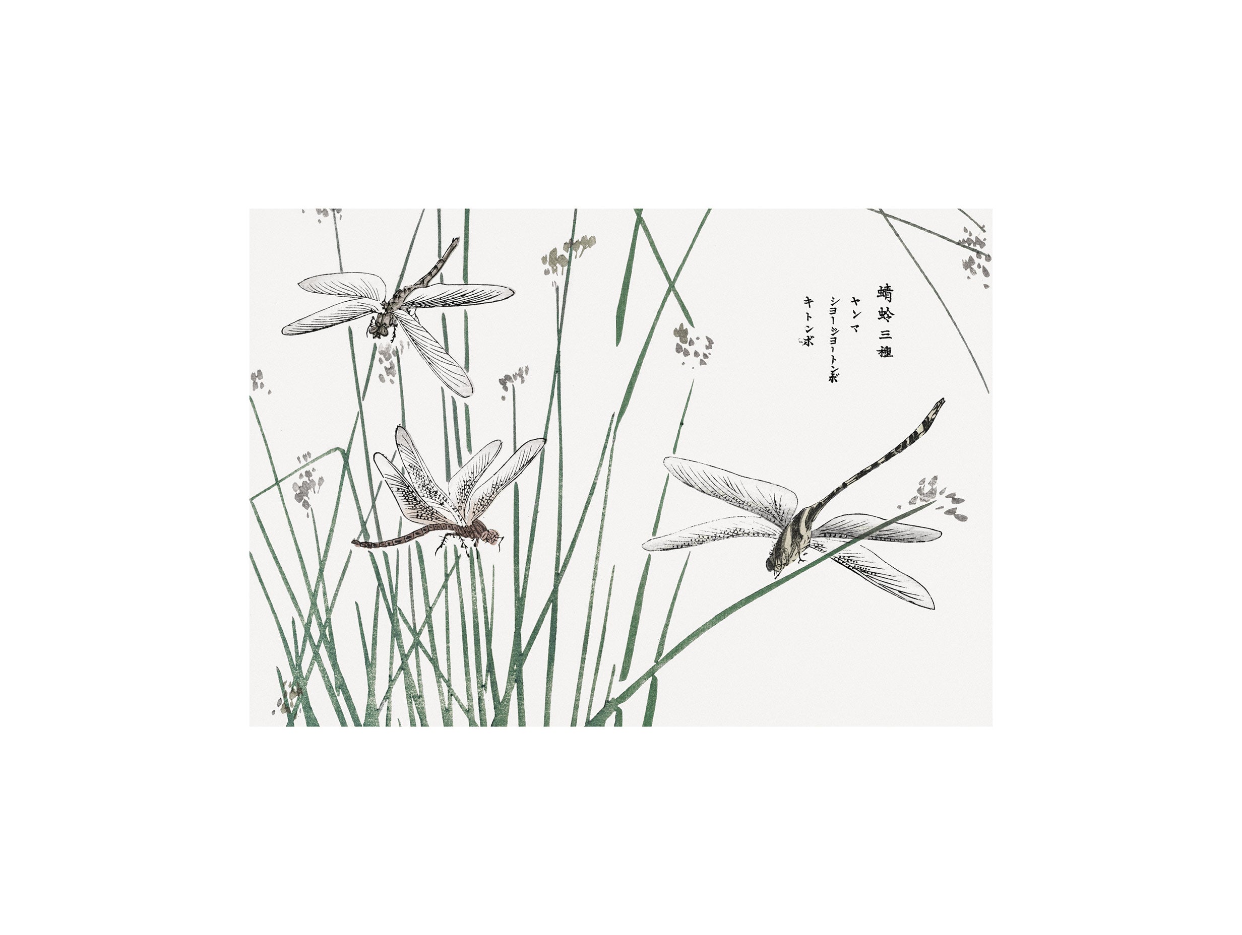 Dragonflies Morimoto Toko kunsttrykk