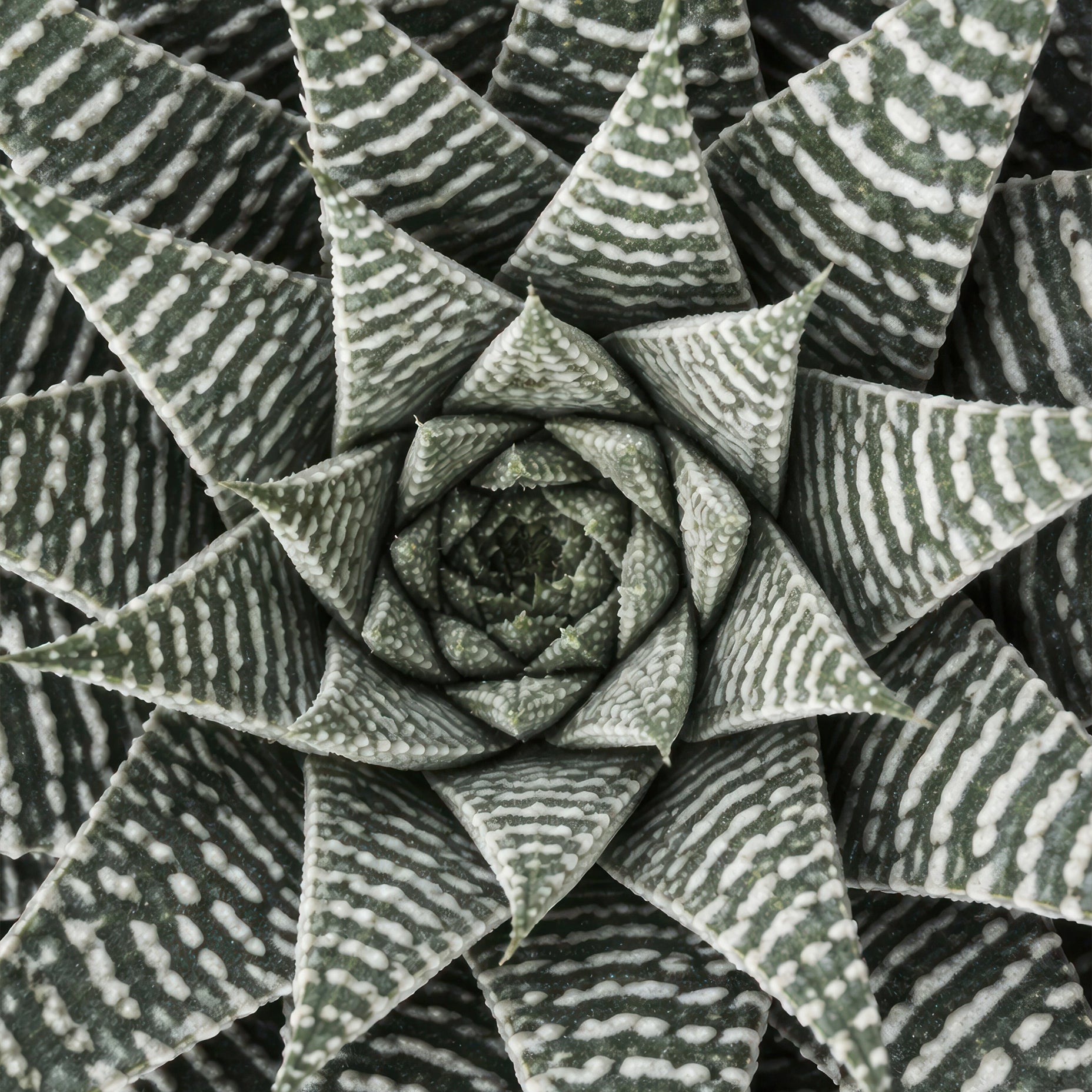 Haworthiopsis Limifolia Flower Poster