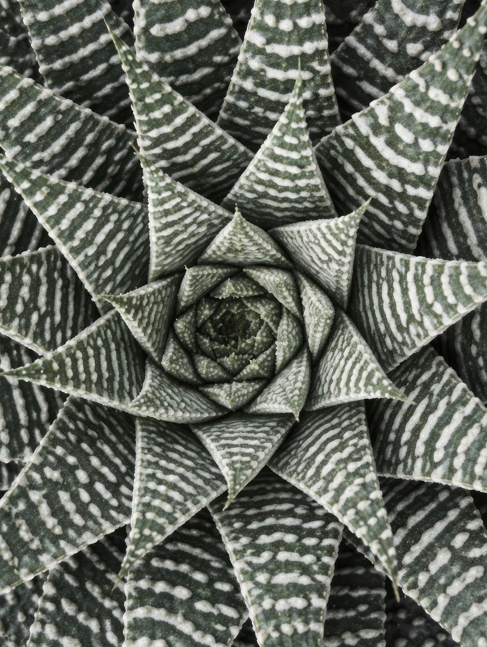 Haworthiopsis Limifolia Flower Poster