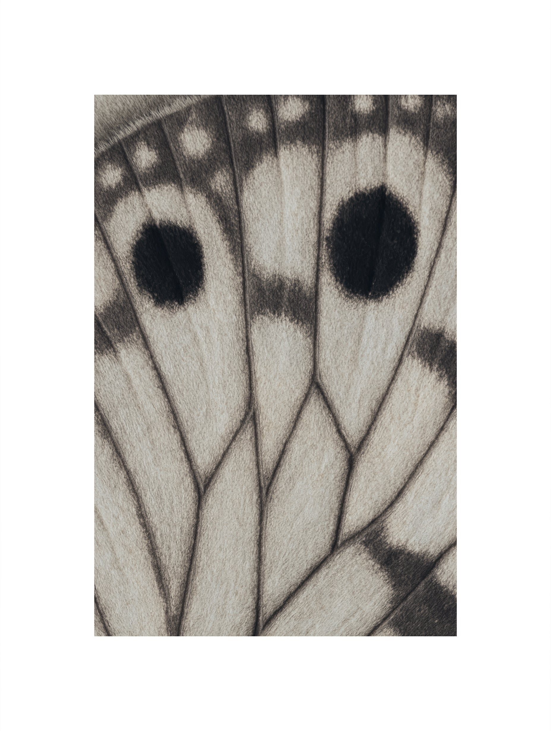 Butterfly Wing Art Print