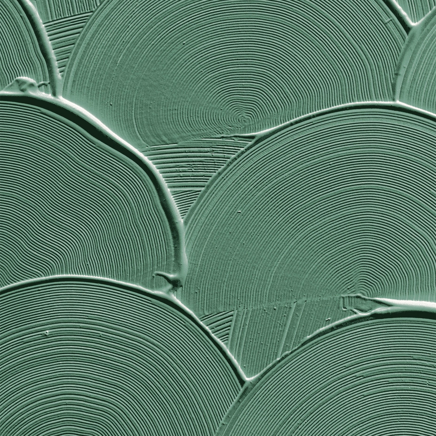 Scalloped Texture Abstract Art Print