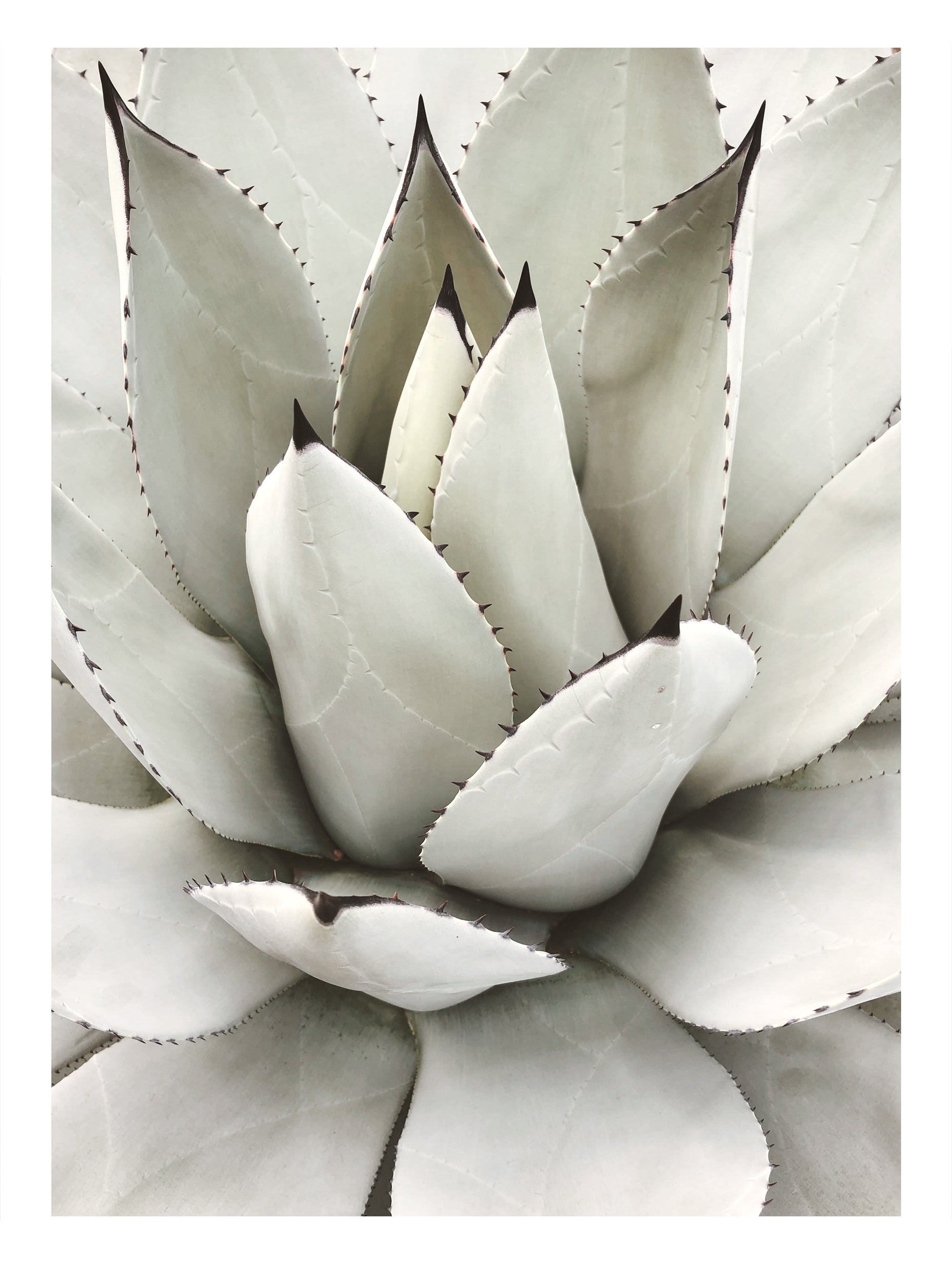 Agave Core Botanical Poster