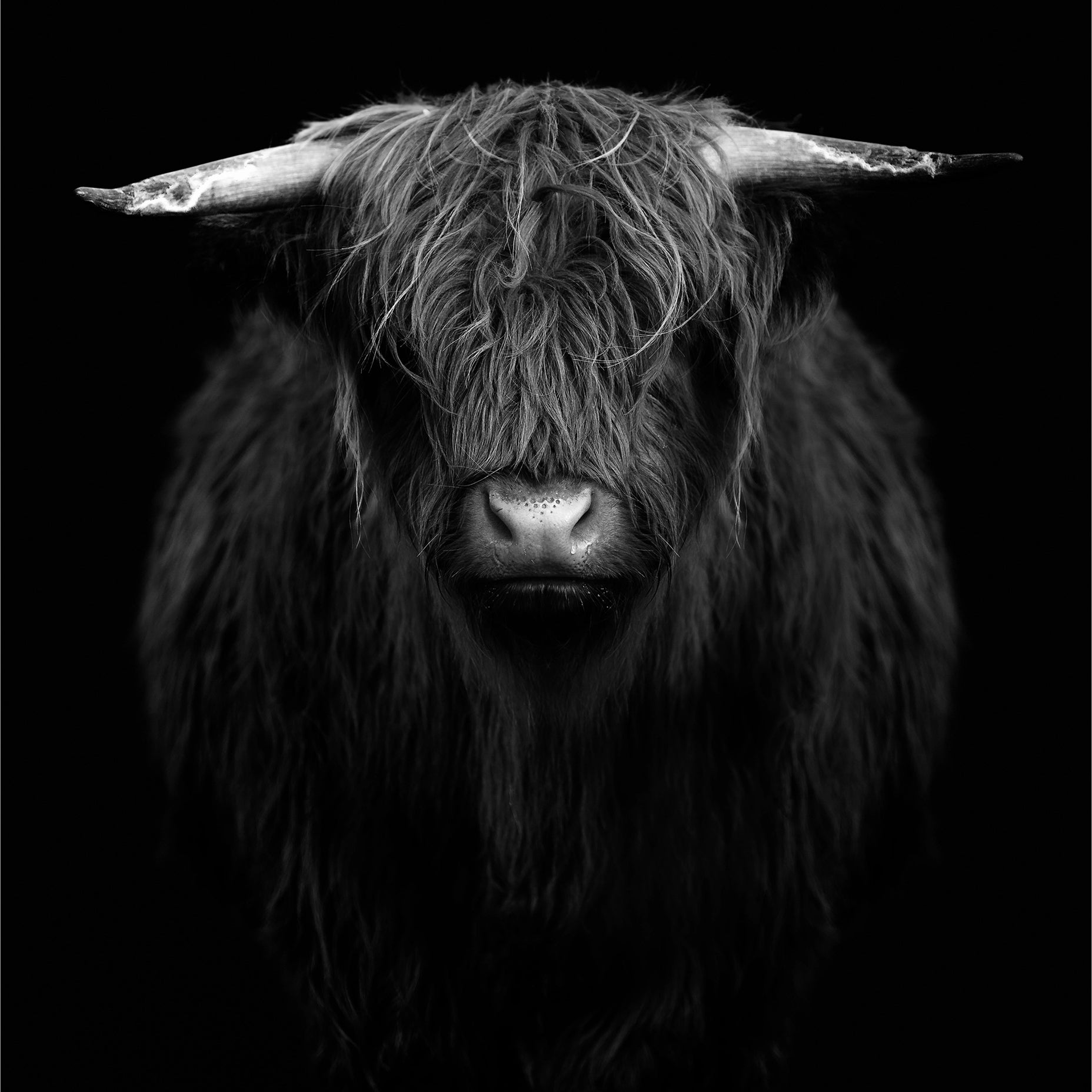 Svart-hvitt-plakat fra Highland Cow